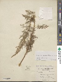 Artemisia gmelinii image