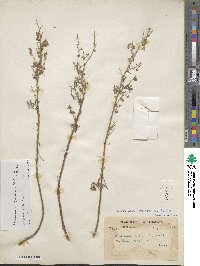 Artemisia gmelinii image