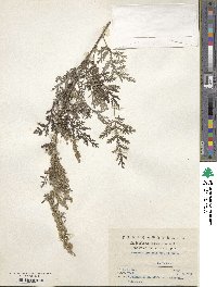 Artemisia gmelinii image