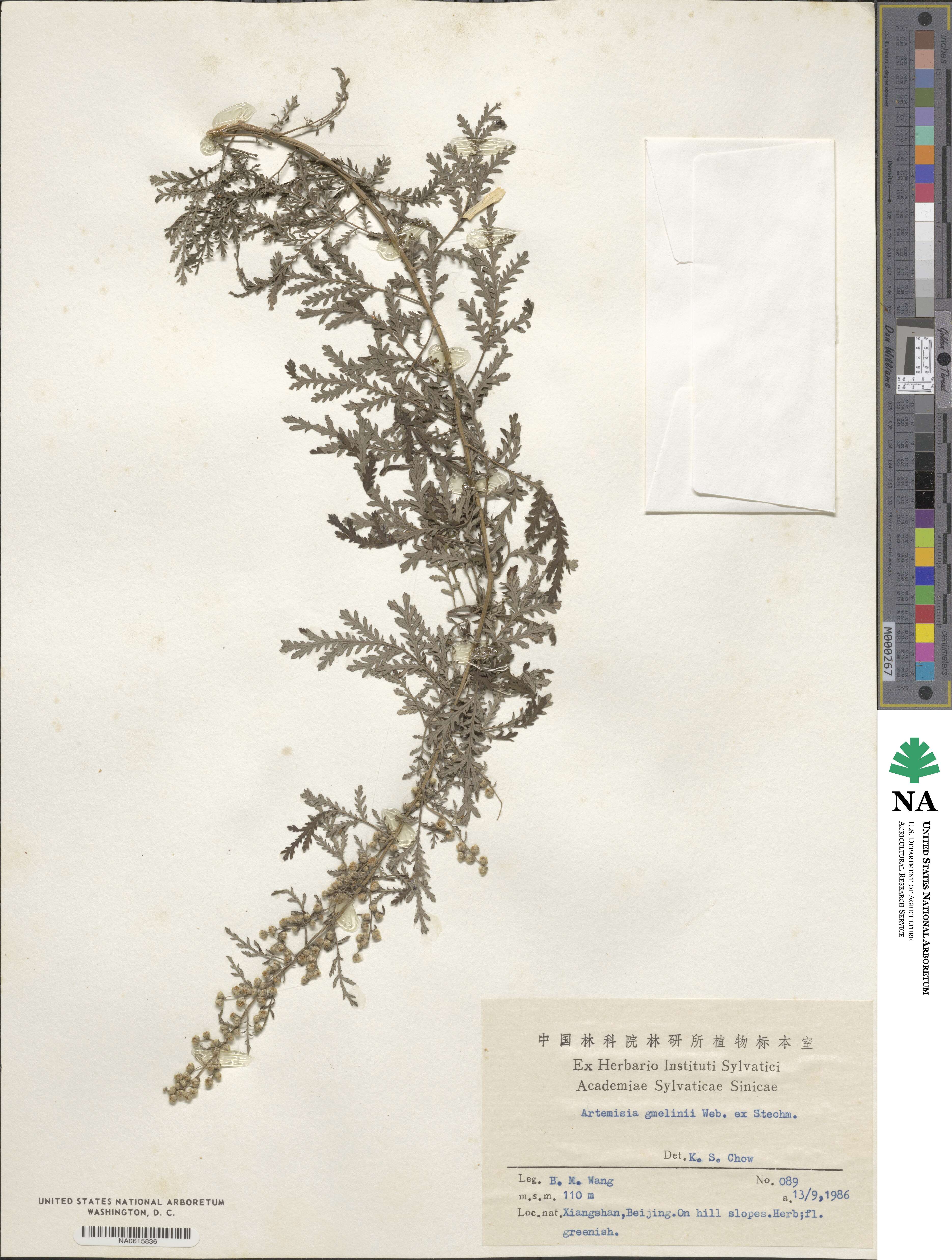 Artemisia gmelinii image