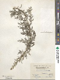 Artemisia gmelinii image