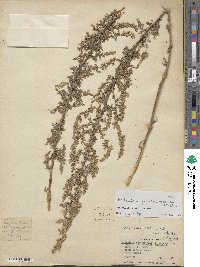 Artemisia gmelinii image