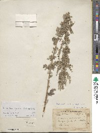 Artemisia gmelinii image