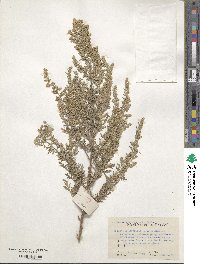 Artemisia gmelinii image