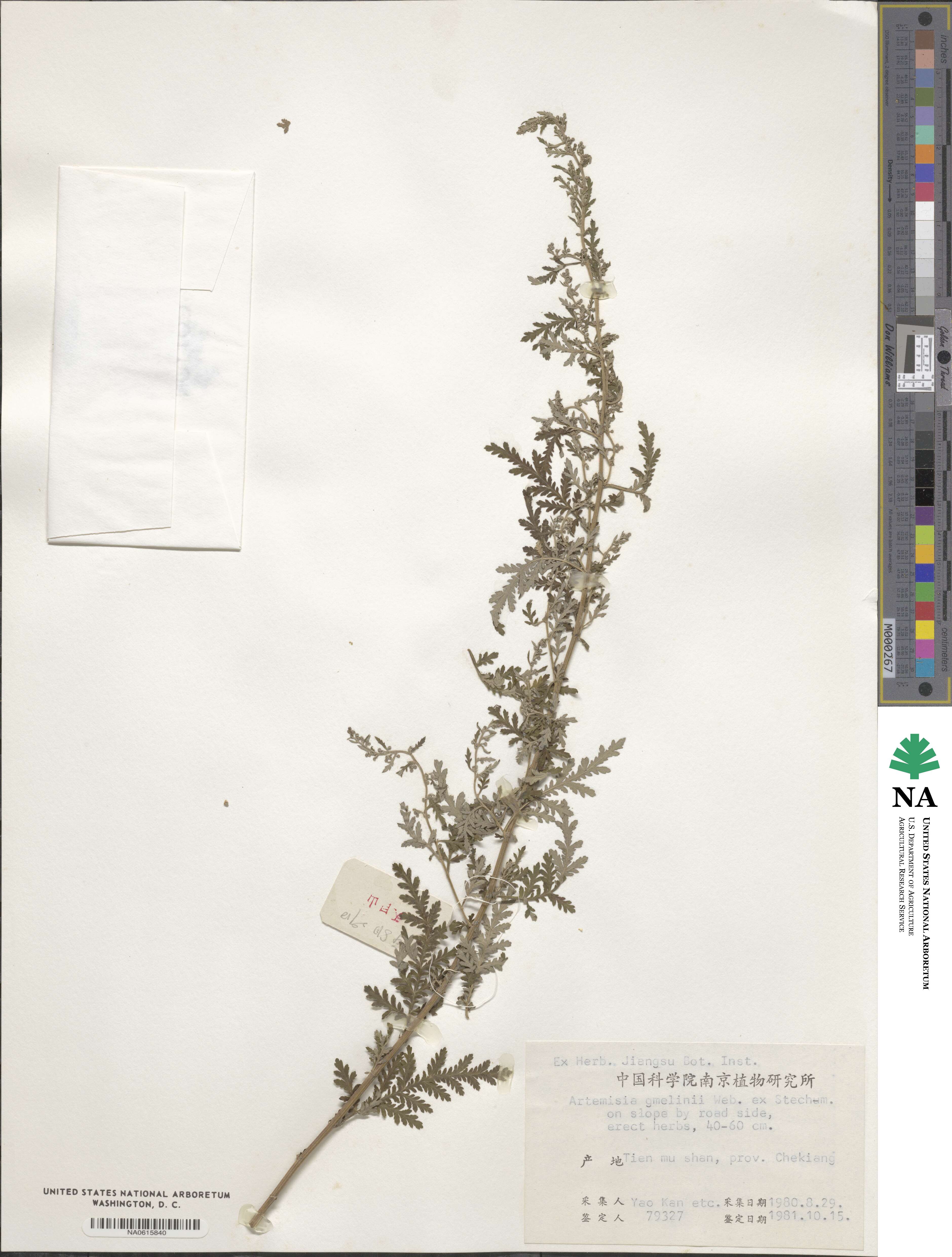 Artemisia gmelinii image