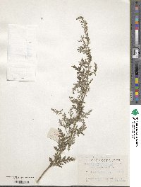 Artemisia gmelinii image