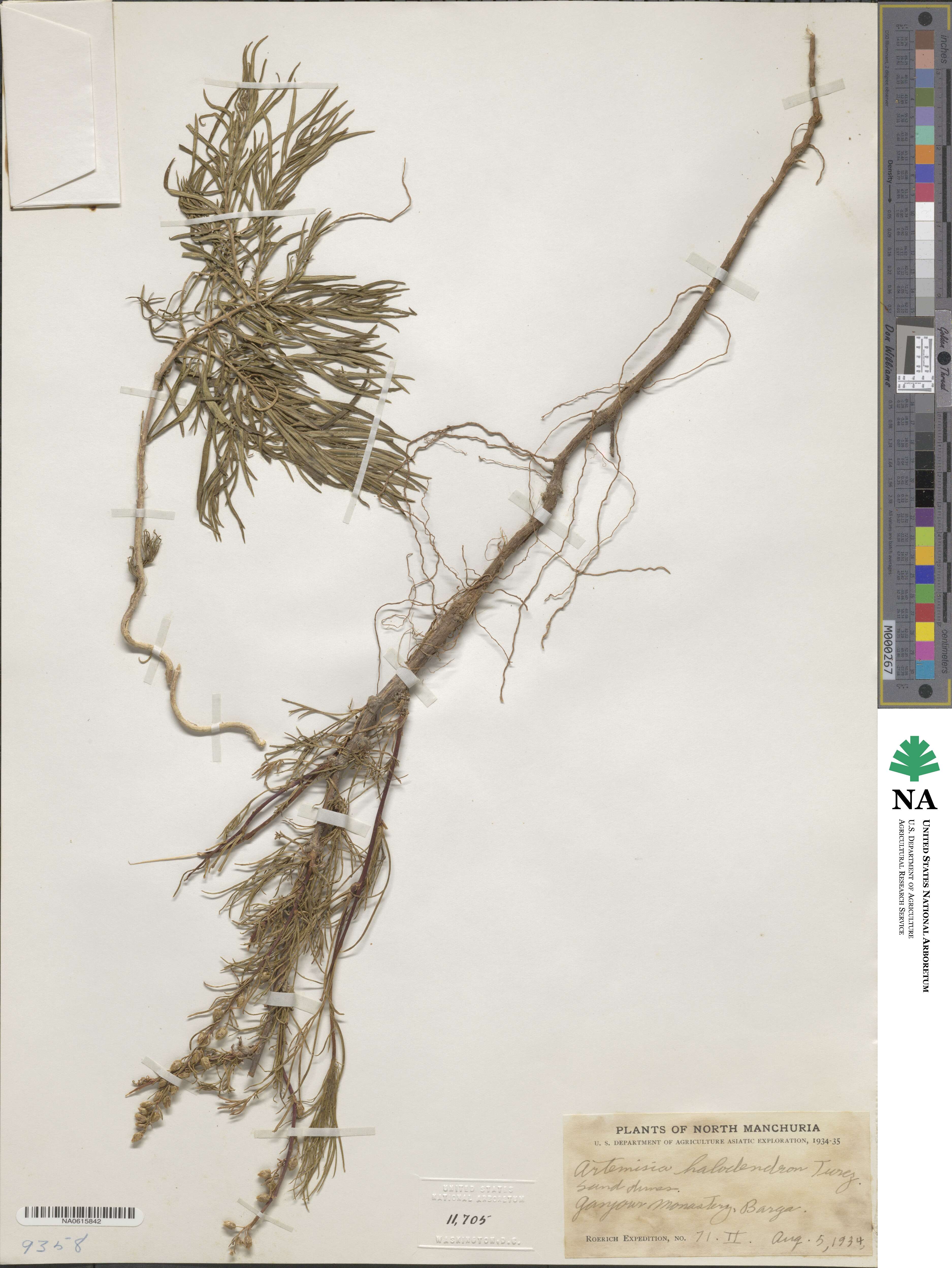 Artemisia halodendron image
