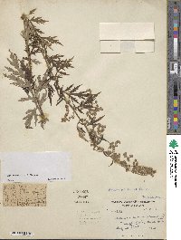 Artemisia incisa image