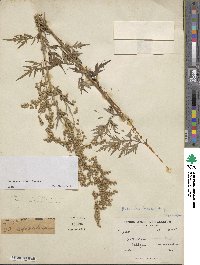 Artemisia incisa image