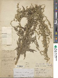 Artemisia incisa image