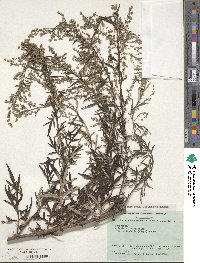 Artemisia indica image