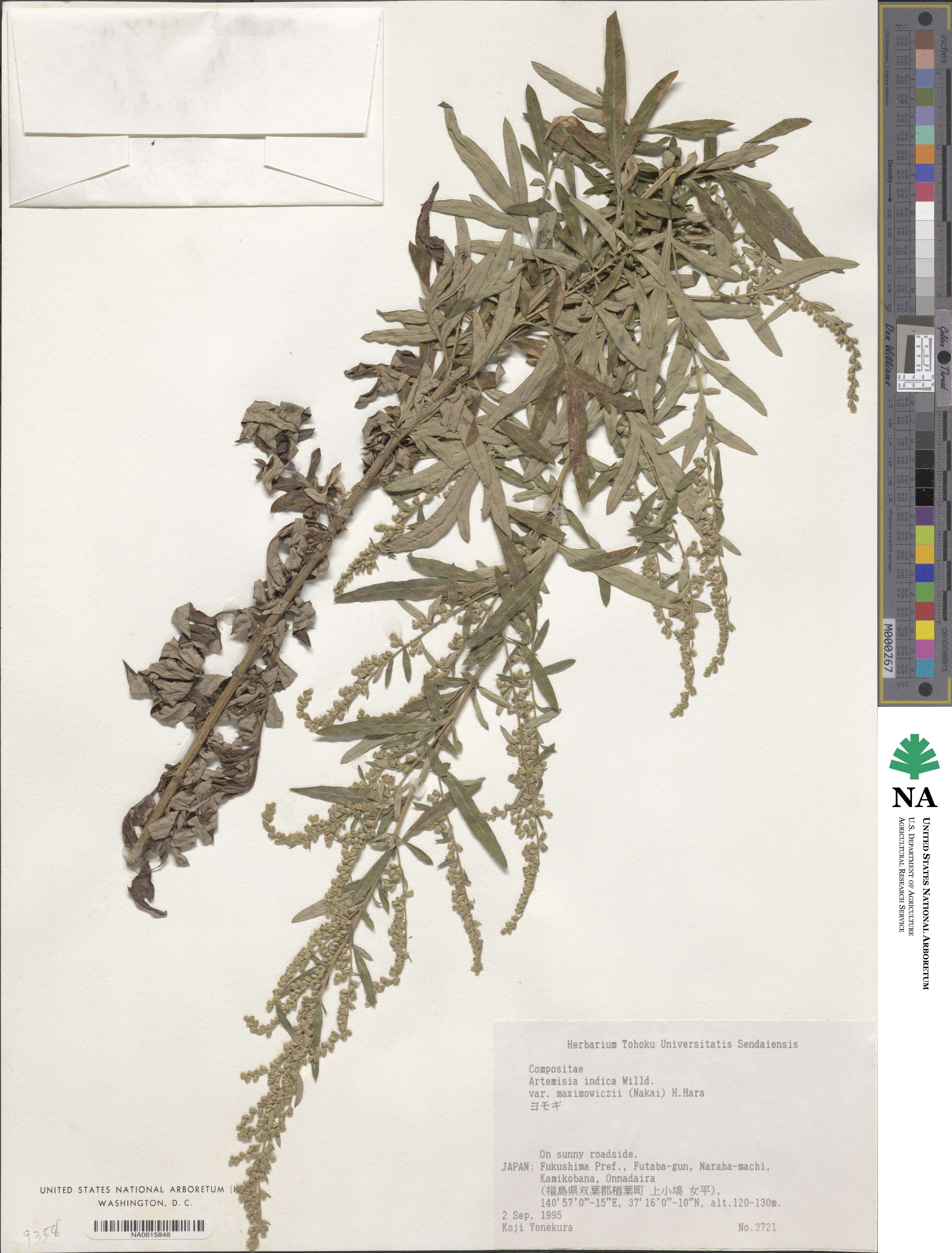 Artemisia indica image