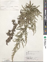 Artemisia indica image