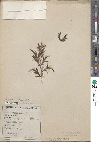 Artemisia indica image