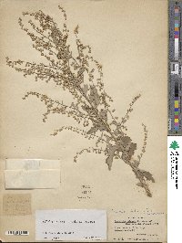 Artemisia indica image