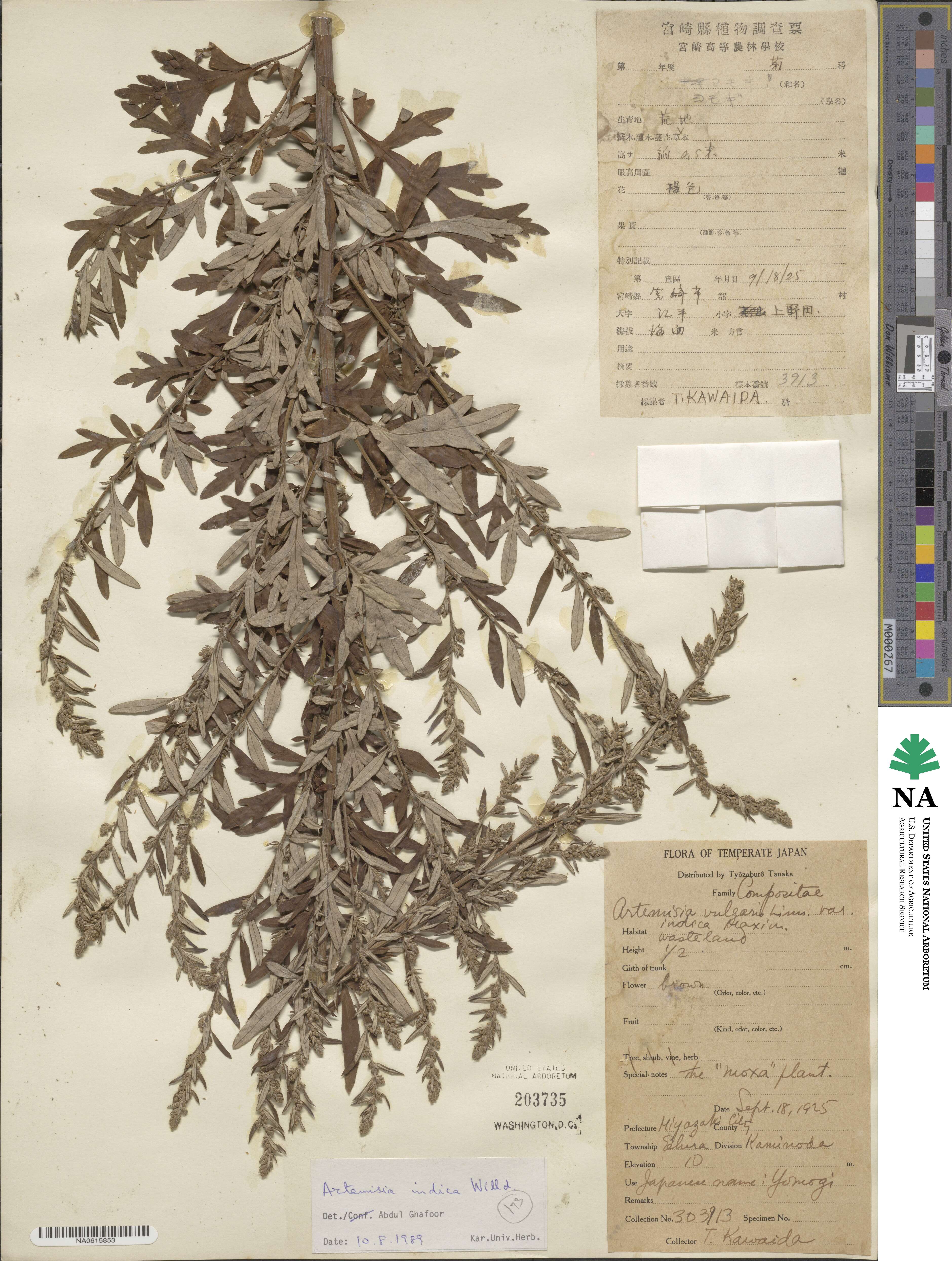 Artemisia indica image