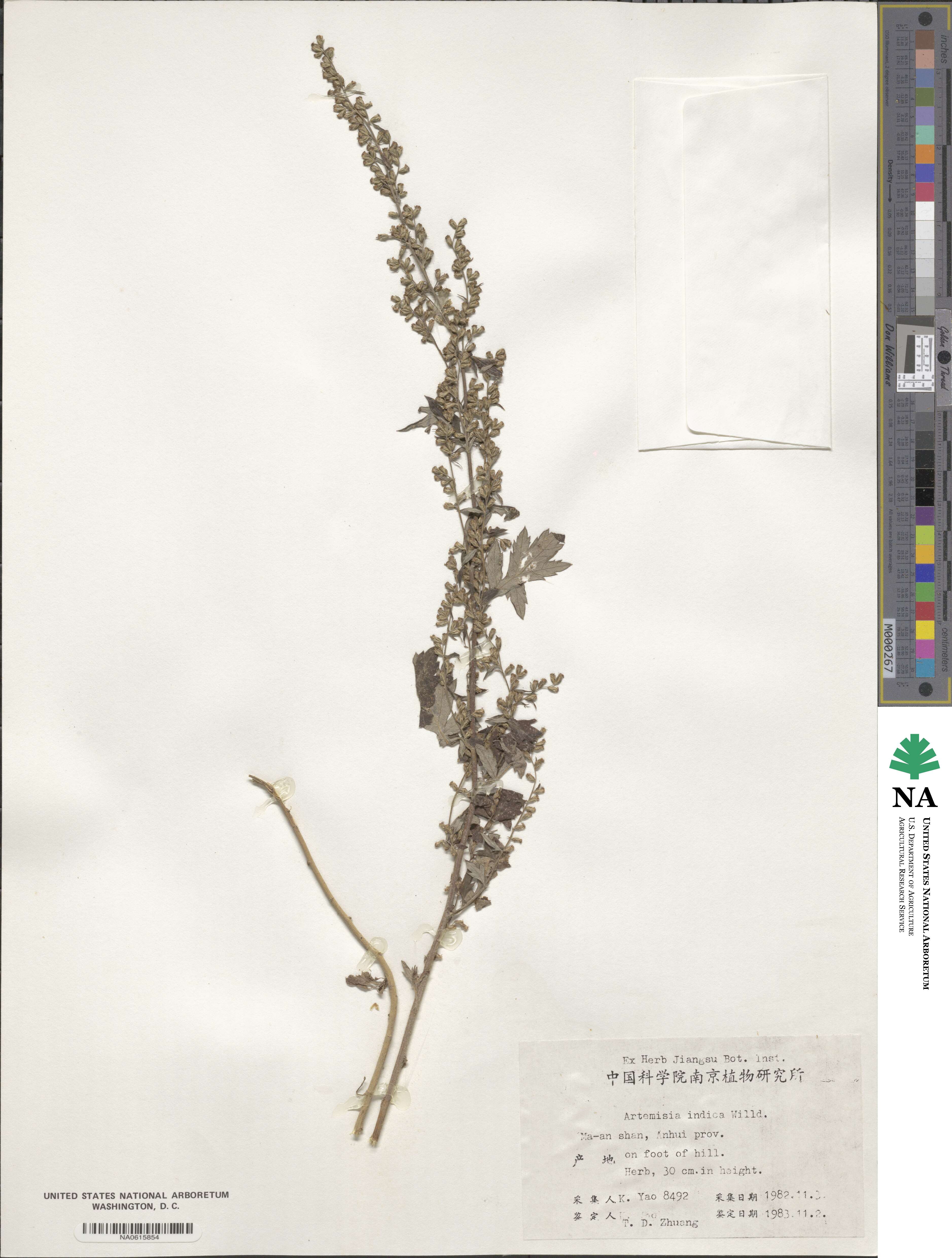 Artemisia indica image