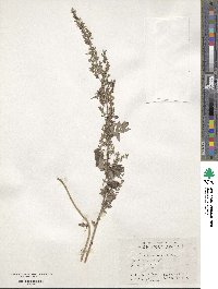 Artemisia indica image