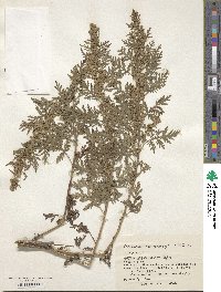 Artemisia gmelinii image