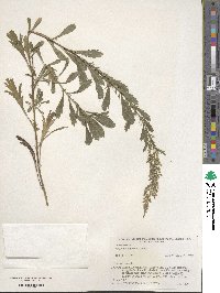 Artemisia japonica image