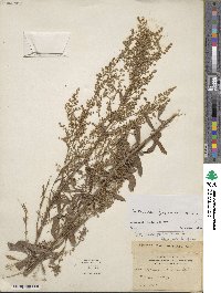 Artemisia japonica image