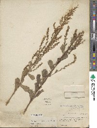 Artemisia japonica image