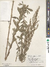 Artemisia japonica image