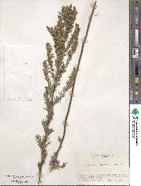 Artemisia japonica image