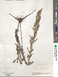 Artemisia japonica image