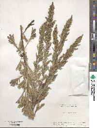 Artemisia japonica image