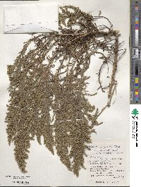 Artemisia japonica image