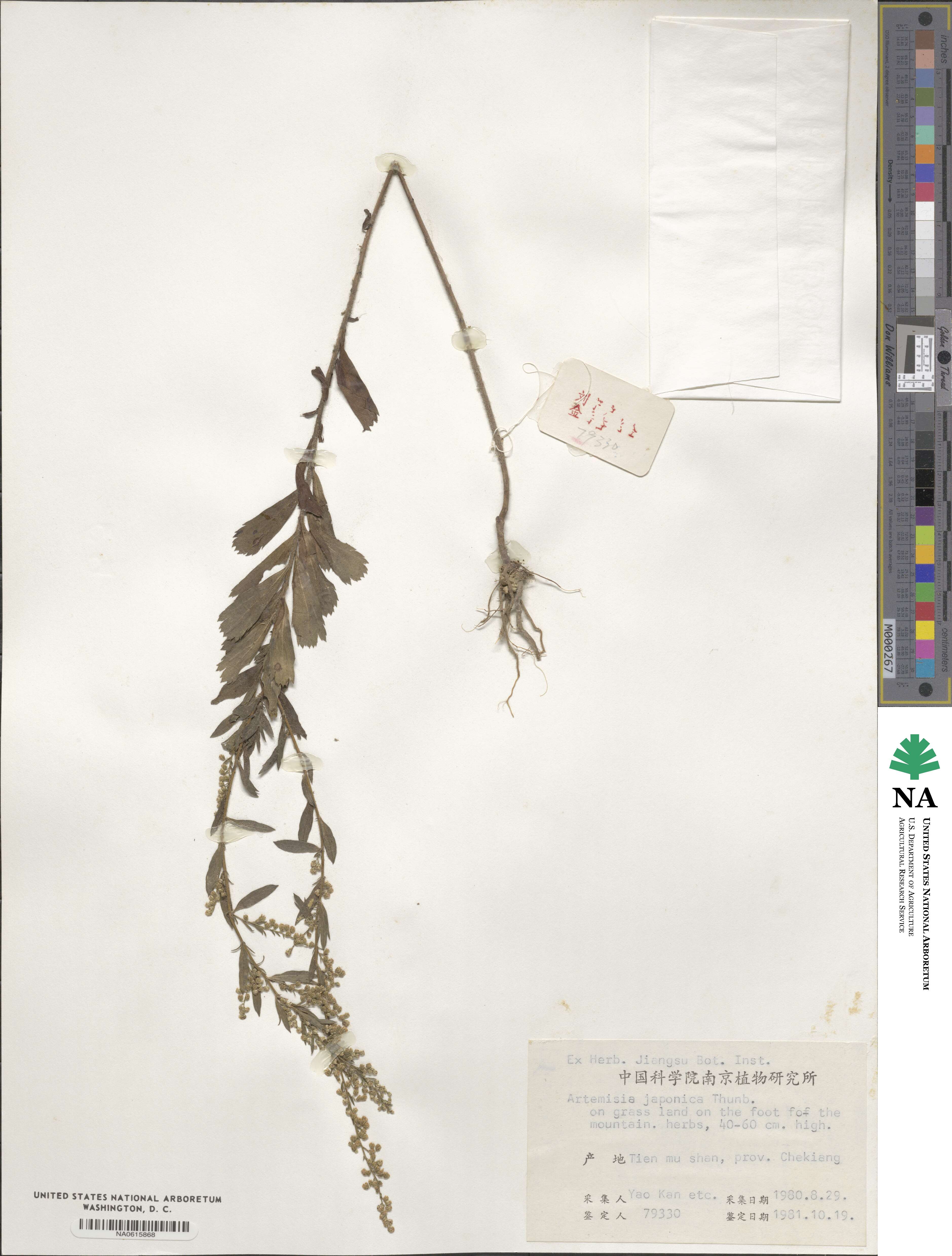 Artemisia japonica image