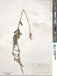 Artemisia japonica image