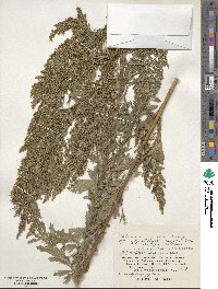 Artemisia japonica image