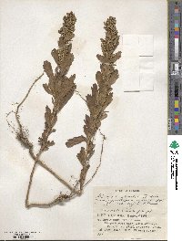 Artemisia japonica image