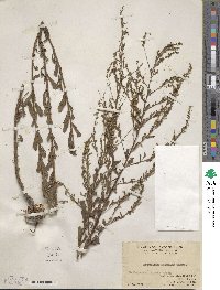 Artemisia japonica image