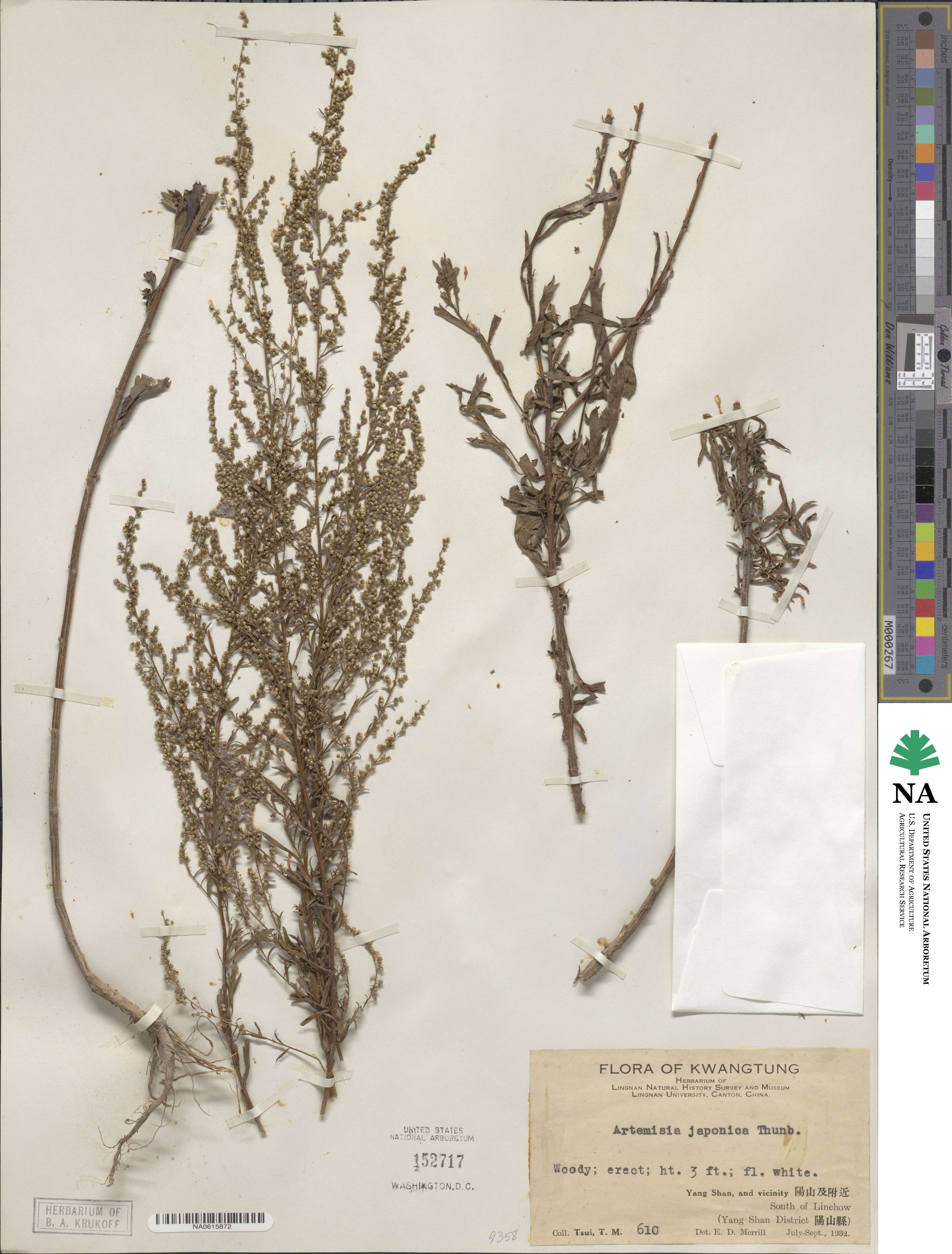 Artemisia japonica image