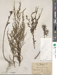 Artemisia japonica image