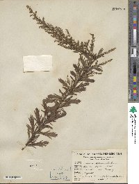 Artemisia japonica image