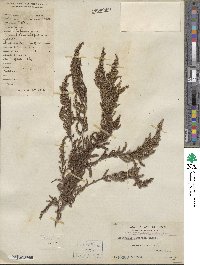 Artemisia japonica image