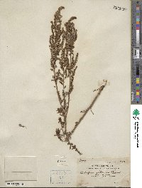 Artemisia japonica image