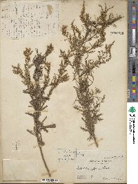 Artemisia japonica image