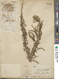 Artemisia japonica image