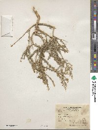 Artemisia judaica image