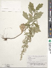 Artemisia keiskeana image