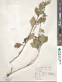 Artemisia keiskeana image