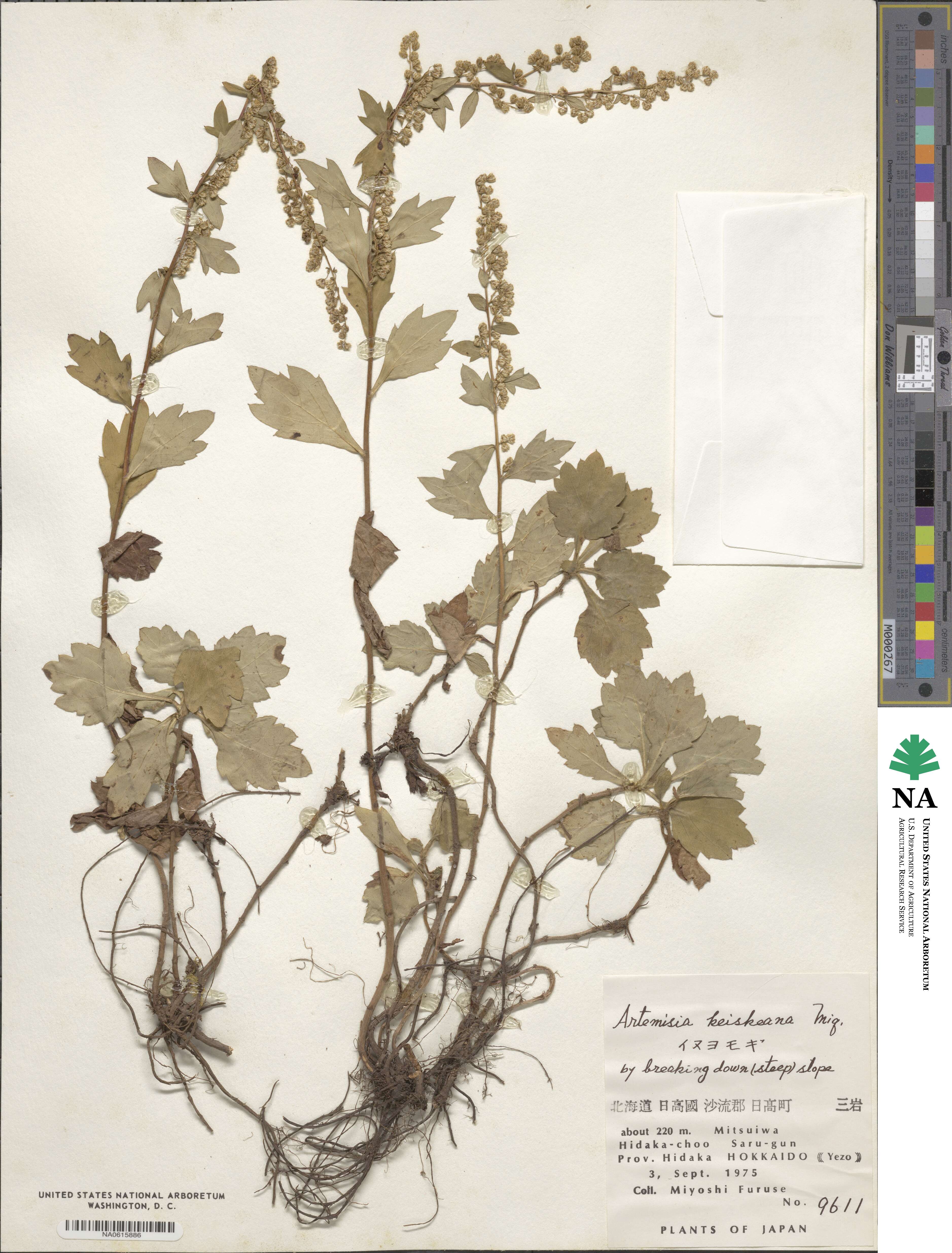 Artemisia keiskeana image