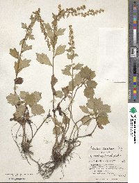 Artemisia keiskeana image