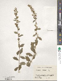 Artemisia keiskeana image