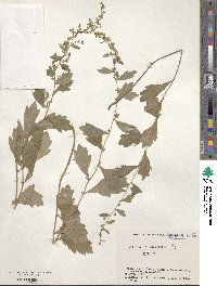 Artemisia keiskeana image